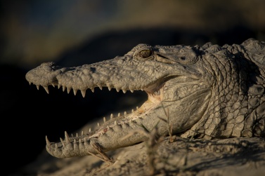 The Mugger crocodile has been inserted in the red list IUCN since 1982 as a vulnerable species.
