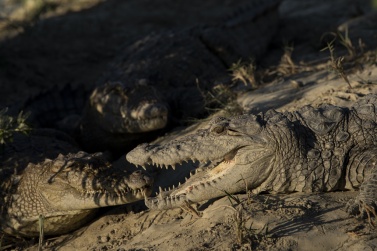 About twenty crocodiles have remained in this area.