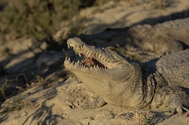 Malik brings food to his crocodiles every three days to keep them from getting too close to the houses in the village.