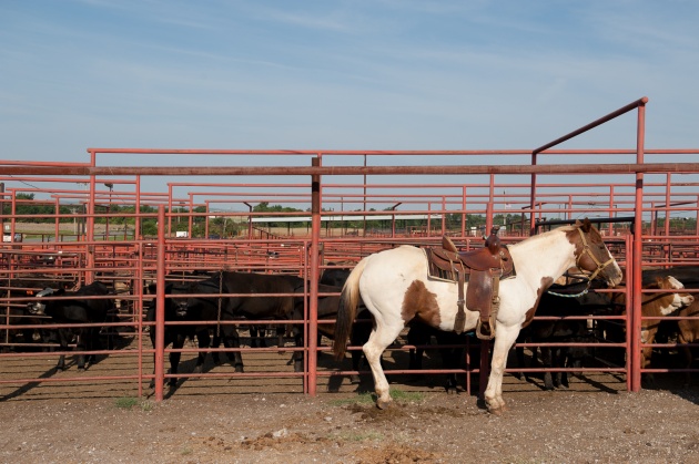 Apache Cattle Auction
